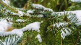 Weihnachtsbaum mit Schnee