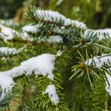 Weihnachtsbaum mit Schnee