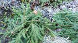 Rosen werden mit Tannenzweigen im Winter abgedeckt