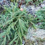 Rosen werden mit Tannenzweigen im Winter abgedeckt