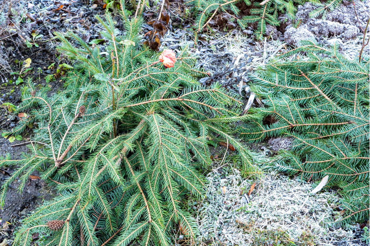 Den Tannenbaum weiterverwenden Rosen werden mit Tannenzweigen im Winter abgedeckt