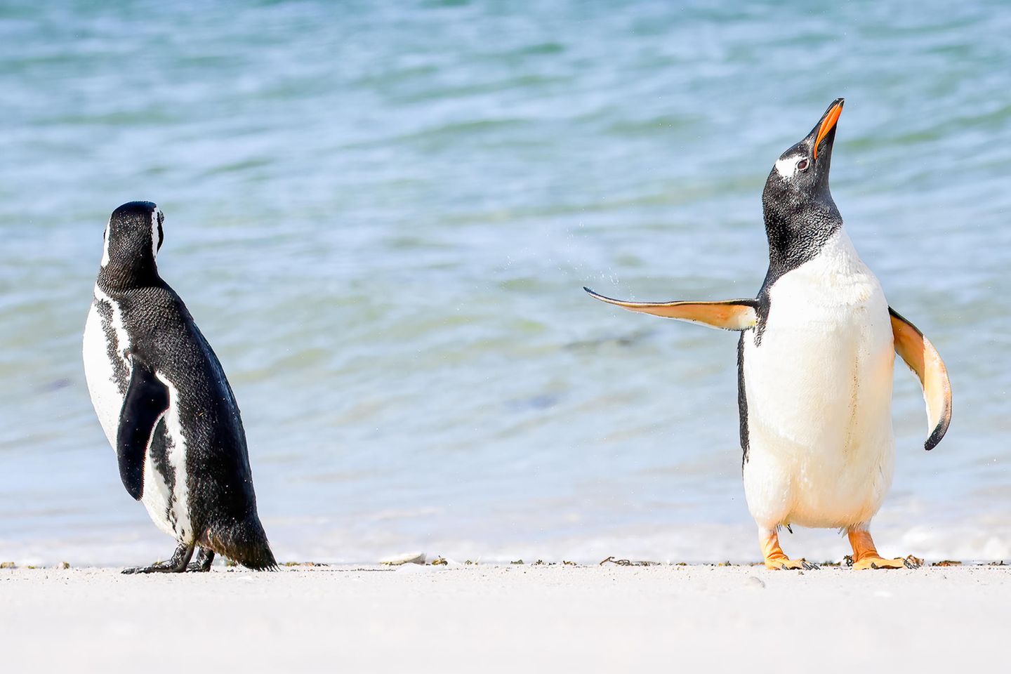 Sieger des "Affinity Photo 2 People's Choice Award" Auf den Falklandinseln fängt Jennifer Hadley diese amüsante Szene zweier Eselspinguine ein – der eine scheint sich brüskiert abzuwenden, während der andere ratlos in die Weite schaut.