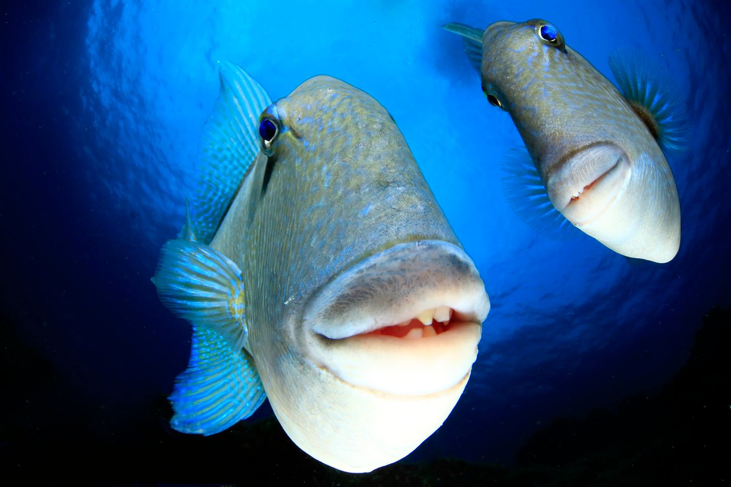 Sieger des "Creatures under the Water Award" "Say cheeeese"
