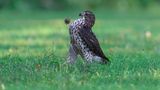 The Comedy Wildlife Photo Awards 2022