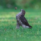 Comedy Wildlife Photo Awards 2022