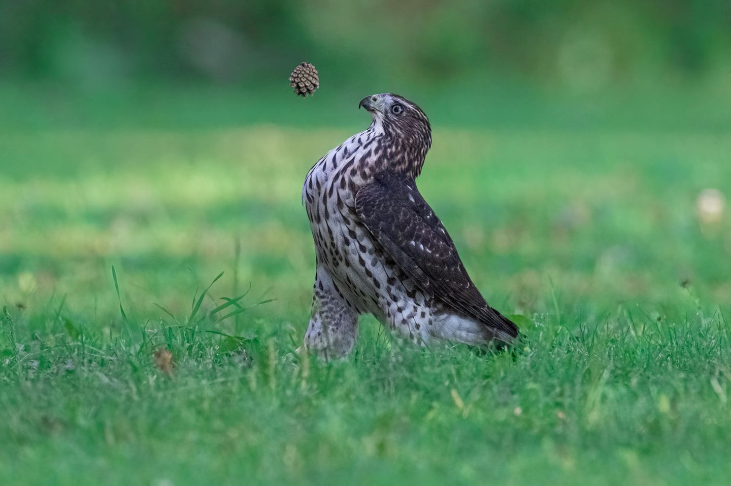Comedy Wildlife Photo Awards 2022