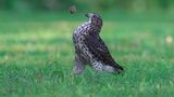 Comedy Wildlife Photo Awards 2022