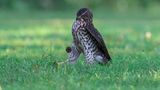 Comedy Wildlife Photo Awards 2022
