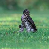 Comedy Wildlife Photo Awards 2022