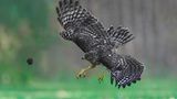 Jia Chen/ The Comedy Wildlife Photo Awards