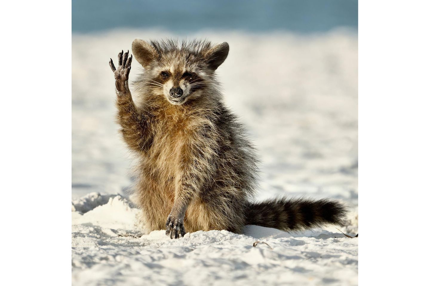 Highly Commended: "Hello everyone!" An einem Strand in Florida schien sich ein Waschbär für die Fütterung zu bedanken. Diesen fotogenen Moment hat Miroslav Srb festgehalten.