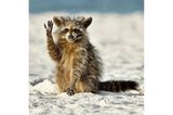 An einem Strand in Florida schien sich ein Waschbär für die Fütterung zu bedanken. Diesen fotogenen Moment hat Miroslav Srb festgehalten.