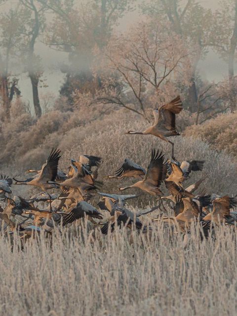 In großer Zahl fliegen Kraniche im Naturpark Drömling in Sachsen-Anhalt auf. Ihr Bestand hat sich erholt, hängt aber weiterhin auch davon ab, dass ihre Rastplätze in Deutschland geschützt bleiben