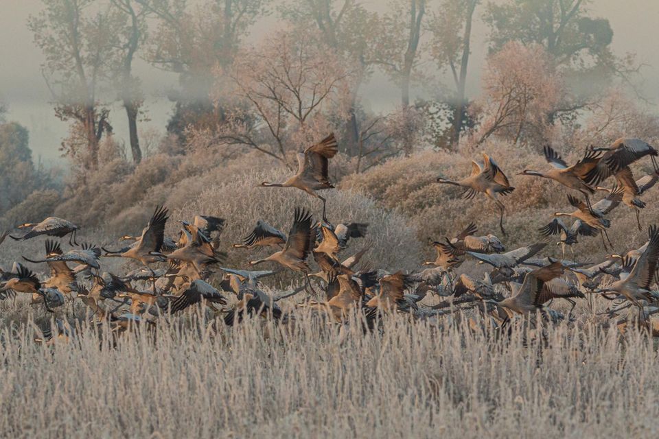 In großer Zahl fliegen Kraniche im Naturpark Drömling in Sachsen-Anhalt auf. Ihr Bestand hat sich erholt, hängt aber weiterhin auch davon ab, dass ihre Rastplätze in Deutschland geschützt bleiben
