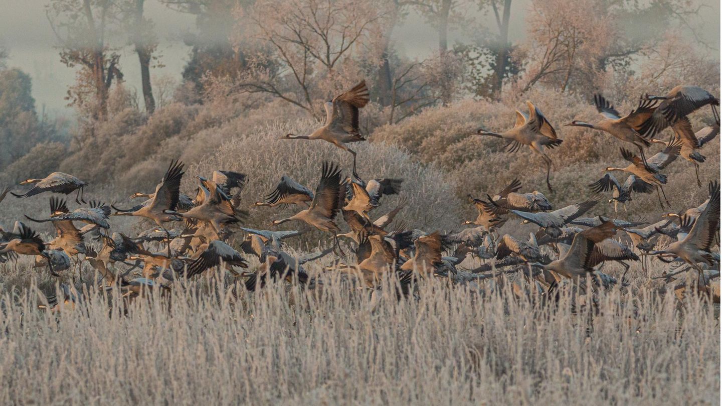 In großer Zahl fliegen Kraniche im Naturpark Drömling in Sachsen-Anhalt auf. Ihr Bestand hat sich erholt, hängt aber weiterhin auch davon ab, dass ihre Rastplätze in Deutschland geschützt bleiben