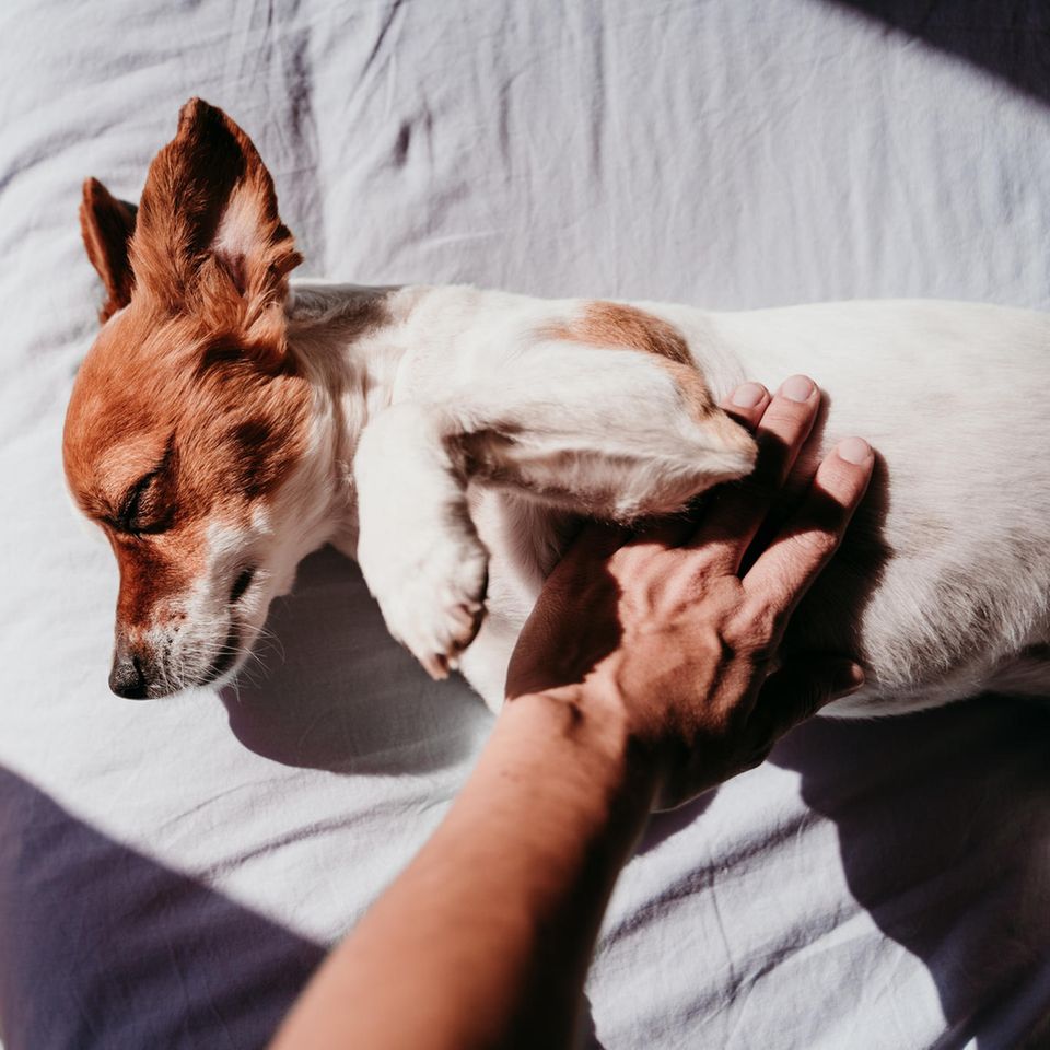 Hund streicheln in der Sonne