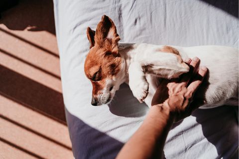 Hund streicheln in der Sonne