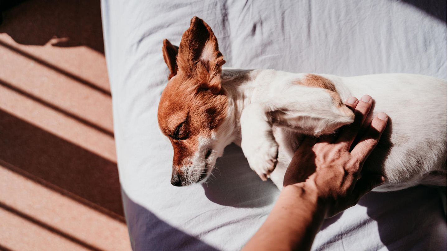 Hund streicheln in der Sonne