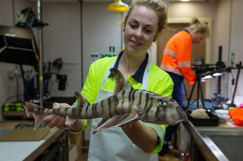 CSIRO-Mitarbeiterin Helen O’Neill hält den gestreiften Hornhai in ihren Händen