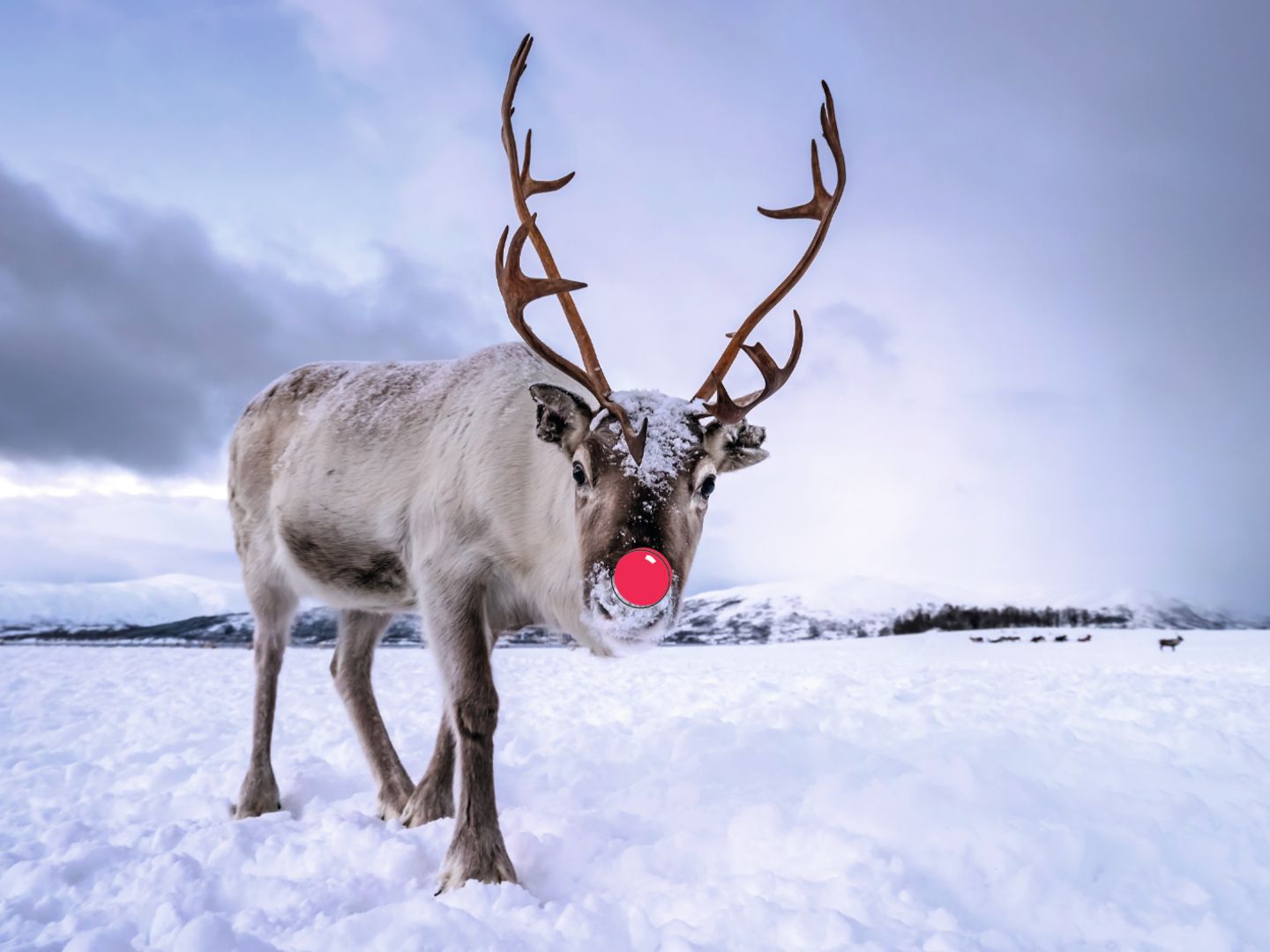 Interview - Rentiere als Weihnachtshelfer