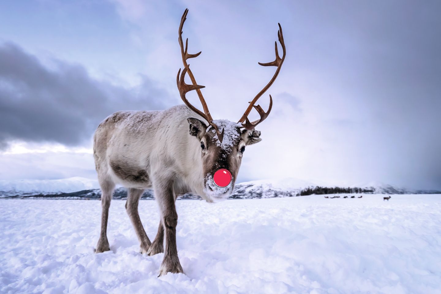 Ein Rentier mit einer roten, unechten Nase läuft in einer schneebedeckten Landschaft