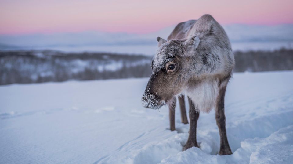 Rentier ohne Geweih umgeben von Schnee Rentier ohne Geweih umgeben von Schnee