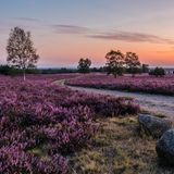 Morgendämmerung in der blühenden Lüneburger Heide