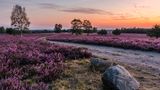 Morgendämmerung in der blühenden Lüneburger Heide