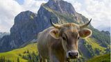 Kuh im Allgäu vor dem Aggenstein