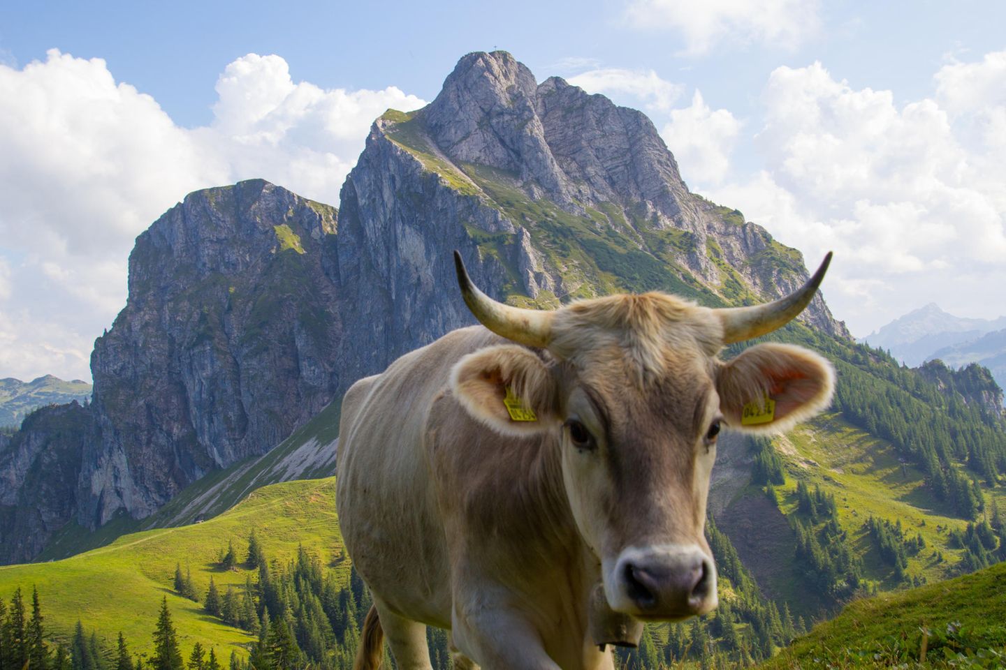 Kuh im Allgäu vor dem Aggenstein