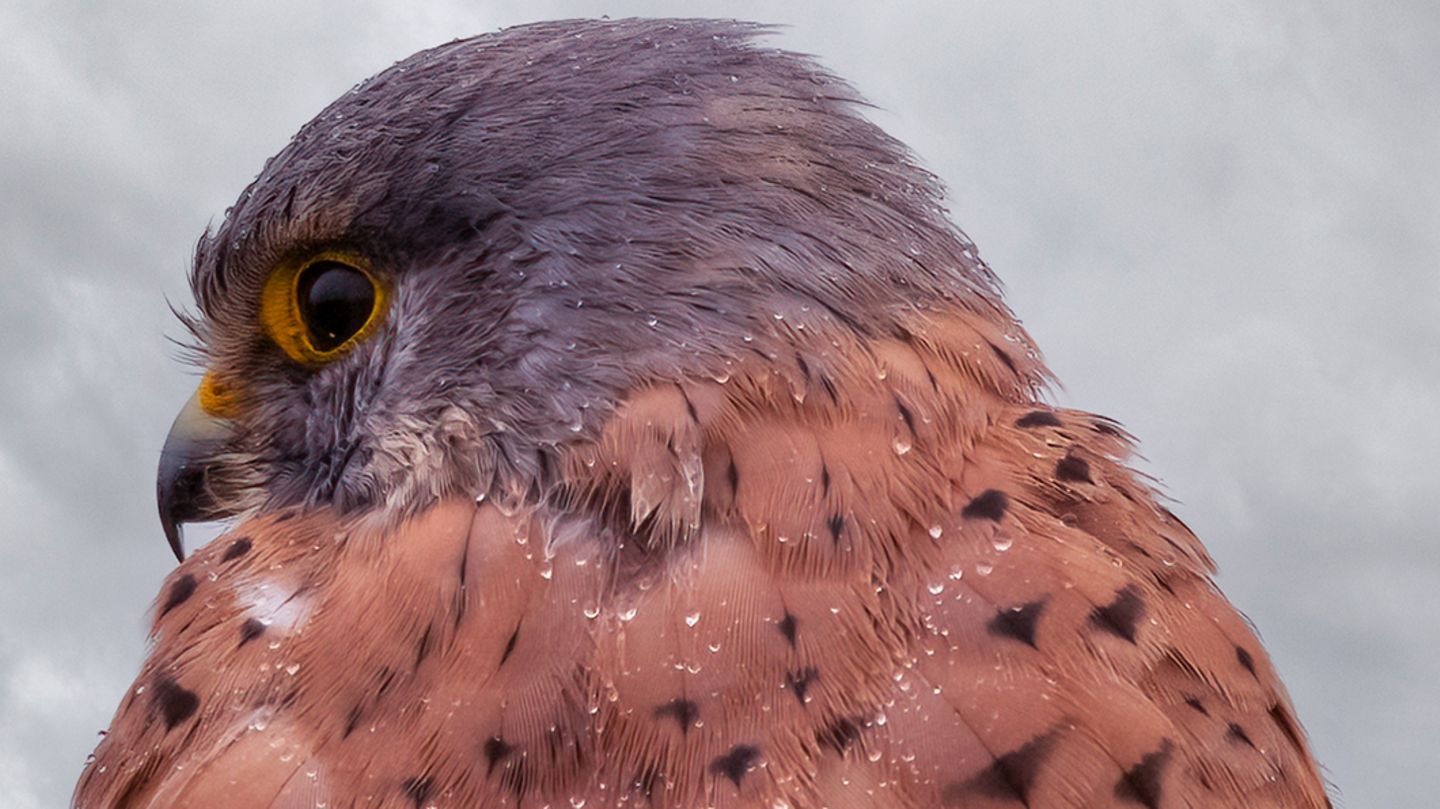 Turmfalke Nasser Turmfalke von hinten