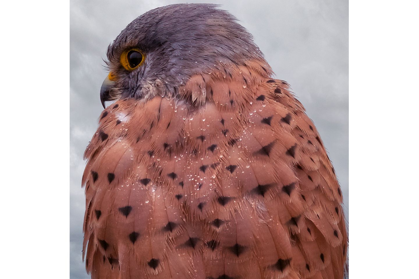 Nasser Turmfalke von hinten