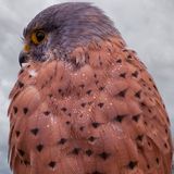 Nasser Turmfalke von hinten