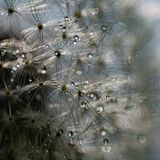 Nahaufnahme von Wassertropfen an einer Pusteblume