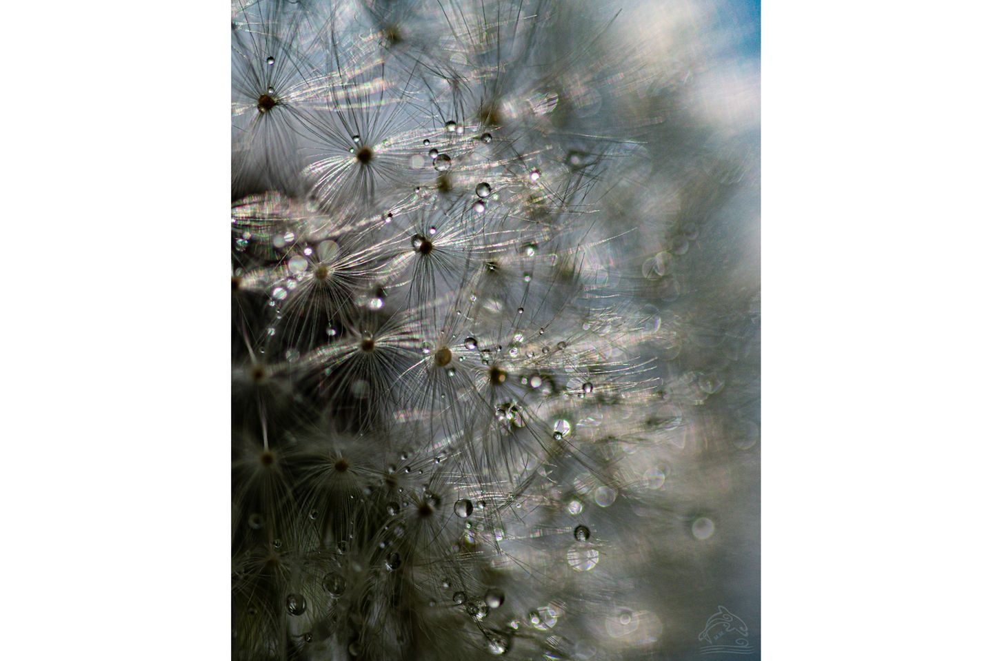 Nahaufnahme von Wassertropfen an einer Pusteblume
