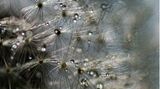 Nahaufnahme von Wassertropfen an einer Pusteblume
