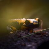 Feuersalamander