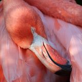 Nahaufnahme von einem Flamingo