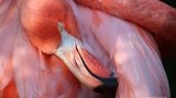 Nahaufnahme von einem Flamingo