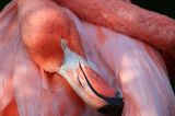 Nahaufnahme von einem Flamingo