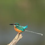 Eisvogel auf einem Ast