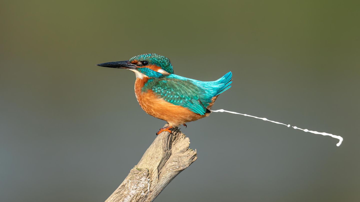 Eisvogel an der Ahr Eisvogel auf einem Ast