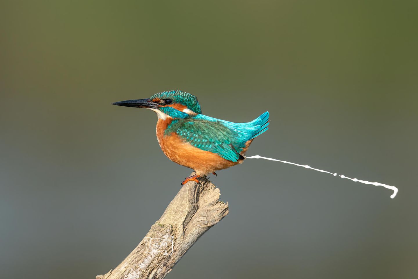 Eisvogel auf einem Ast