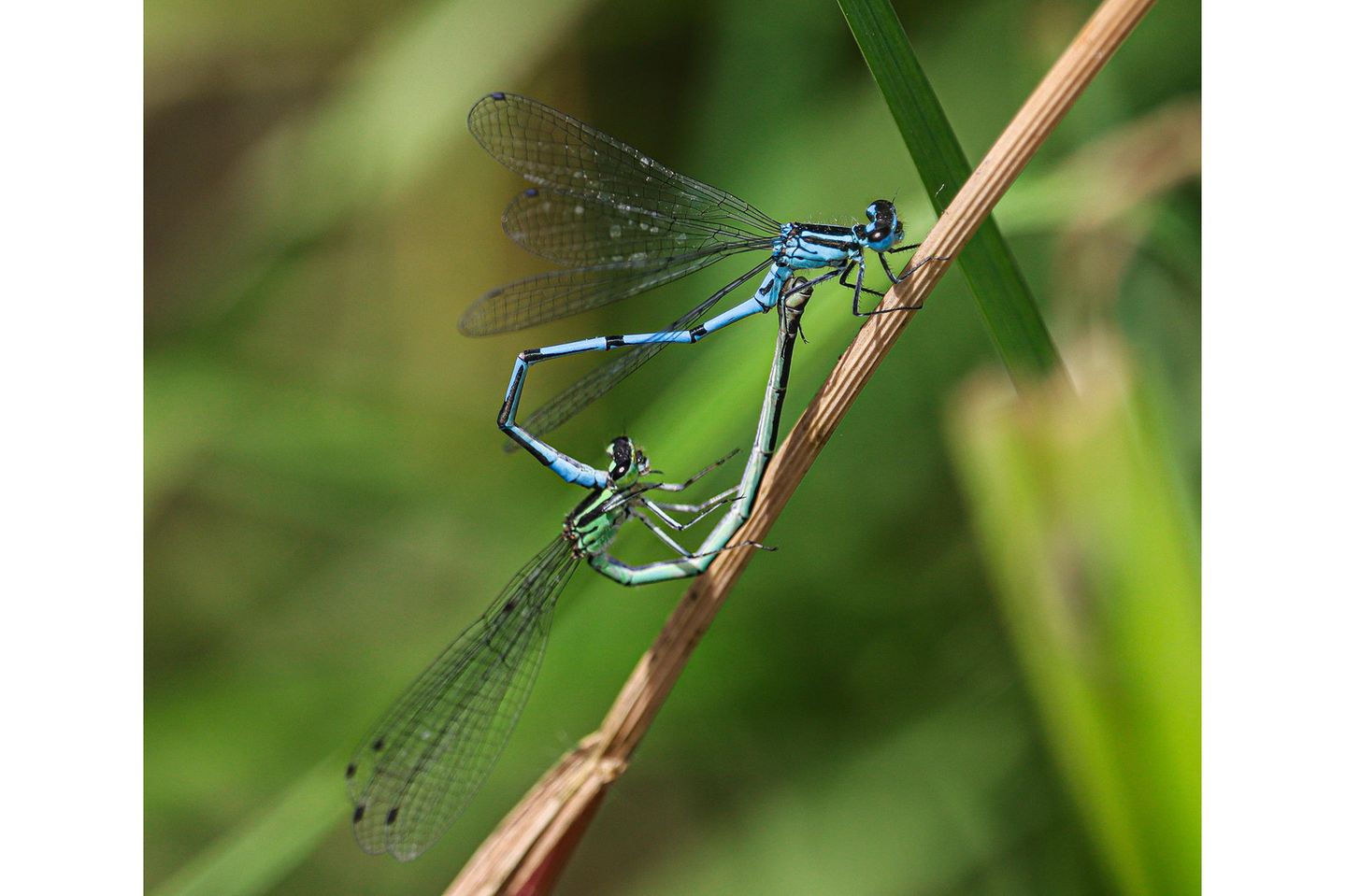 Zwei Libellen während der Paarung formen mit ihren Körpern ein Herz