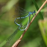 Zwei Libellen während der Paarung formen mit ihren Körpern ein Herz