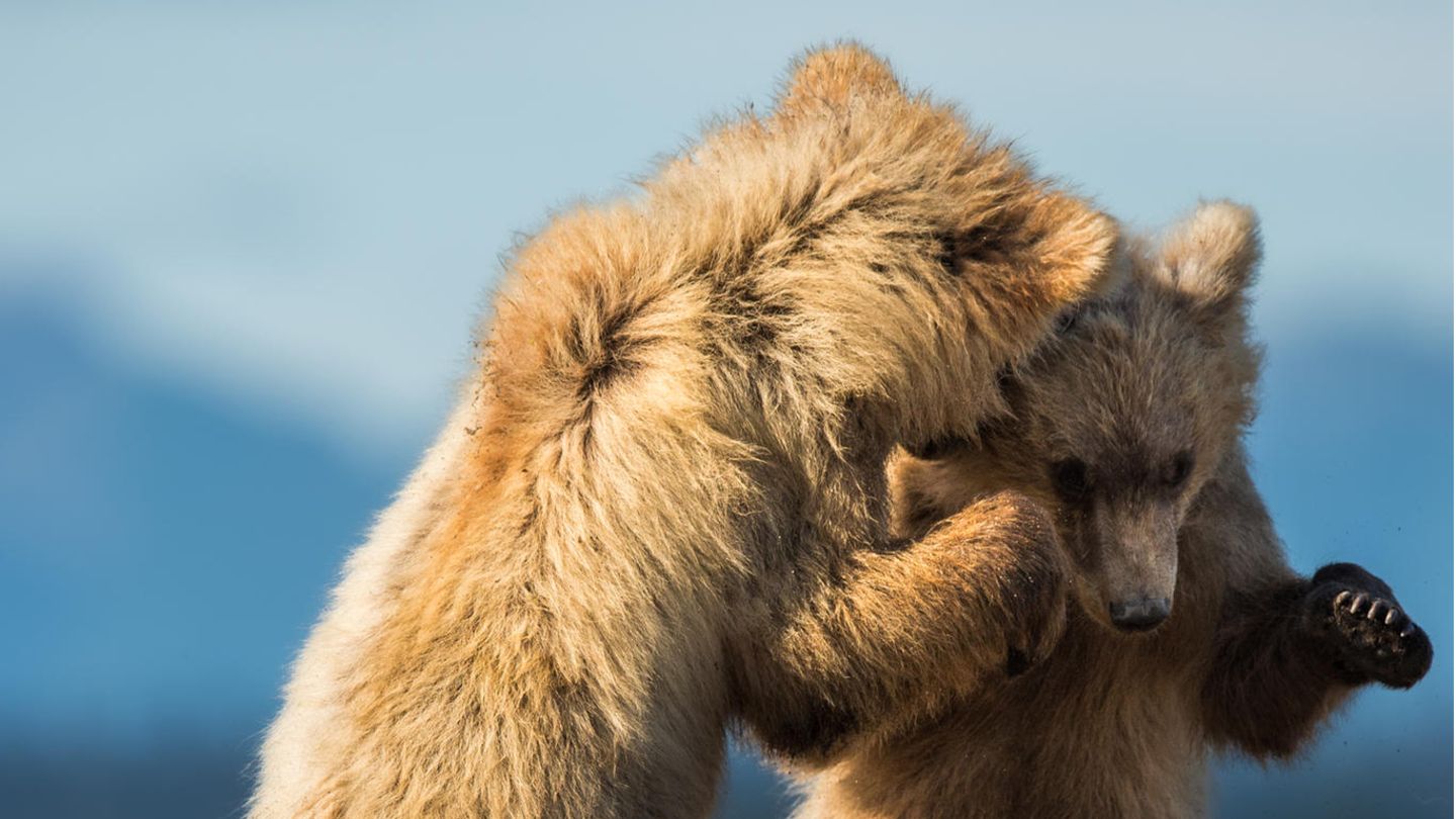 Küstenbraunbären in Alaska Zwei junge Küstenbraunbären, die miteinander spielen