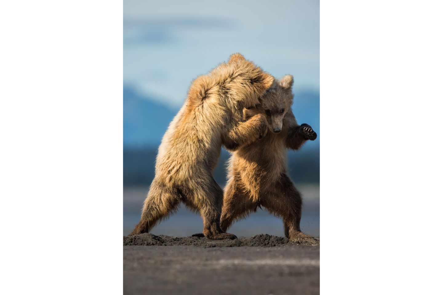 Zwei junge Küstenbraunbären, die miteinander spielen