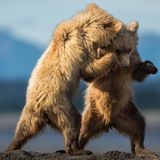 Zwei junge Küstenbraunbären, die miteinander spielen