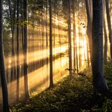 Sonnenstrahlen im Wald