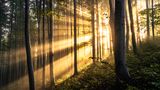 Sonnenstrahlen im Wald